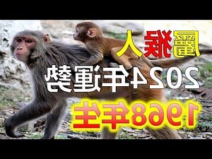 2024 年生肖